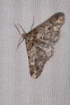 Agriopis leucophaearia