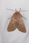 Orthosia cerasi