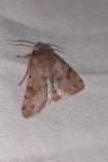 Orthosia incerta