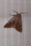 Orthosia incerta