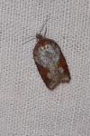 Acleris