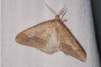 Phigaliohybernia marginaria
