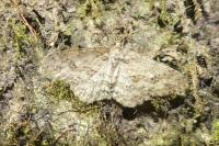 Ectropis crepuscularia