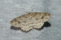 Ectropis crepuscularia