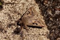 Orthosia gothica