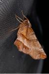 Selenia dentaria