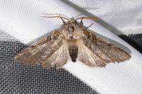 Achlya flavicornis