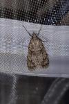Diurnea fagella
