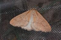 Phigaliohybernia marginaria