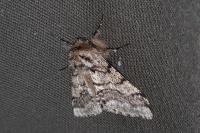 Lycia hirtaria