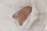 Orthosia cerasi