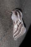 Lycia zonaria