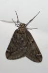 Alsophila aescularia