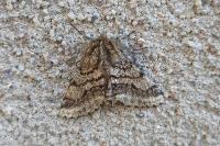 Lycia hirtaria