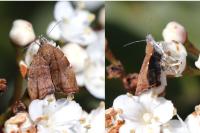 Choreutis nemorana