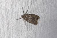 Diurnea fagella