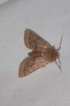 Orthosia cerasi