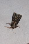 Polyploca ridens