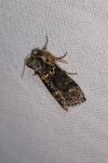 Polyploca ridens