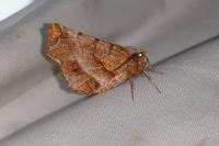 Selenia dentaria