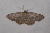 Ectropis crepuscularia