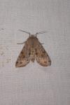 Orthosia incerta