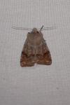 Orthosia incerta