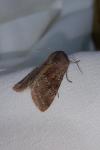 Orthosia incerta