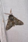 Biston strataria