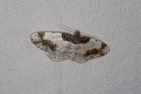 Ligdia adustata