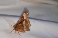 Selenia tetralunaria