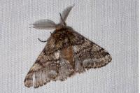 Lycia hirtaria