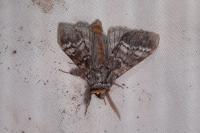 Drymonia ruficornis