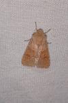 Orthosia miniosa