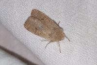 Orthosia cruda