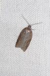 Acleris