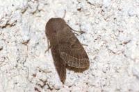Orthosia cerasi