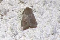 Orthosia cruda