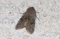Orthosia incerta