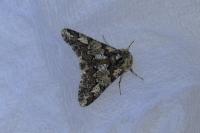 Biston strataria