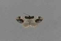 Ligdia adustata