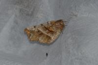Selenia dentaria