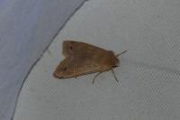 Anorthoa munda