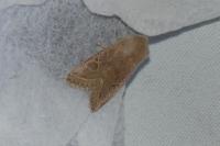Orthosia cerasi
