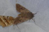 Orthosia incerta