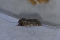 Drymonia ruficornis