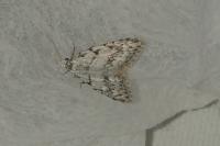 Nola cicatricalis