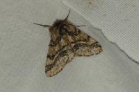 Lycia hirtaria