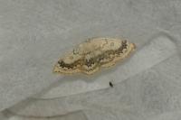 Cyclophora annularia