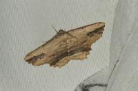 Menophra abruptaria